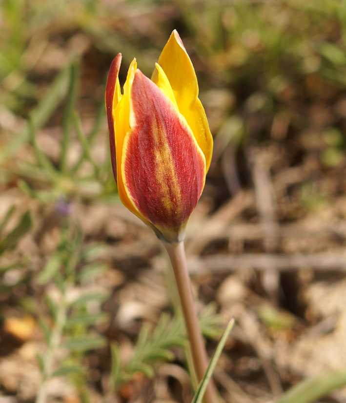 Image of Tulipa tetraphylla specimen.