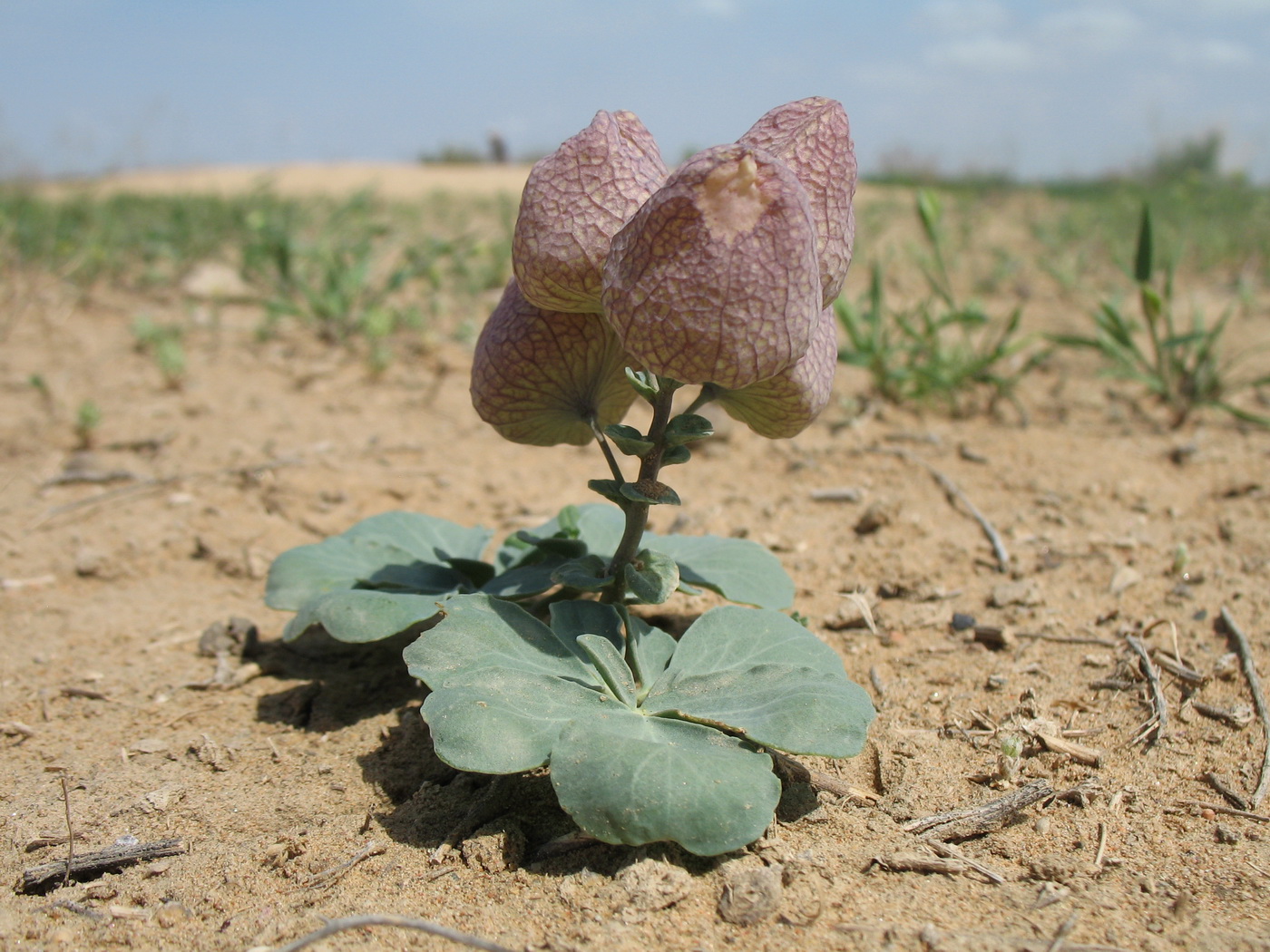 Image of Leontice incerta specimen.