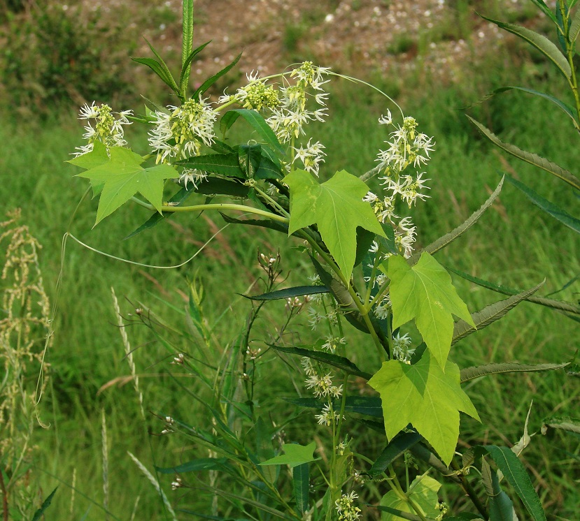 Изображение особи Echinocystis lobata.