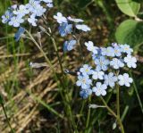 Myosotis sylvatica. Соцветия. Восточный Казахстан, Глубоковский р-н, окр. с. Тарханка, у вершины восточного склона сопки. 13.05.2015.