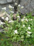 Eutrema integrifolium