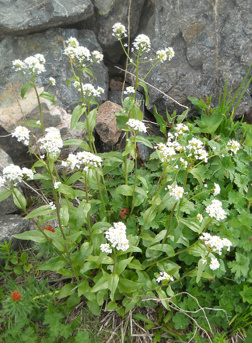 Image of Eutrema integrifolium specimen.