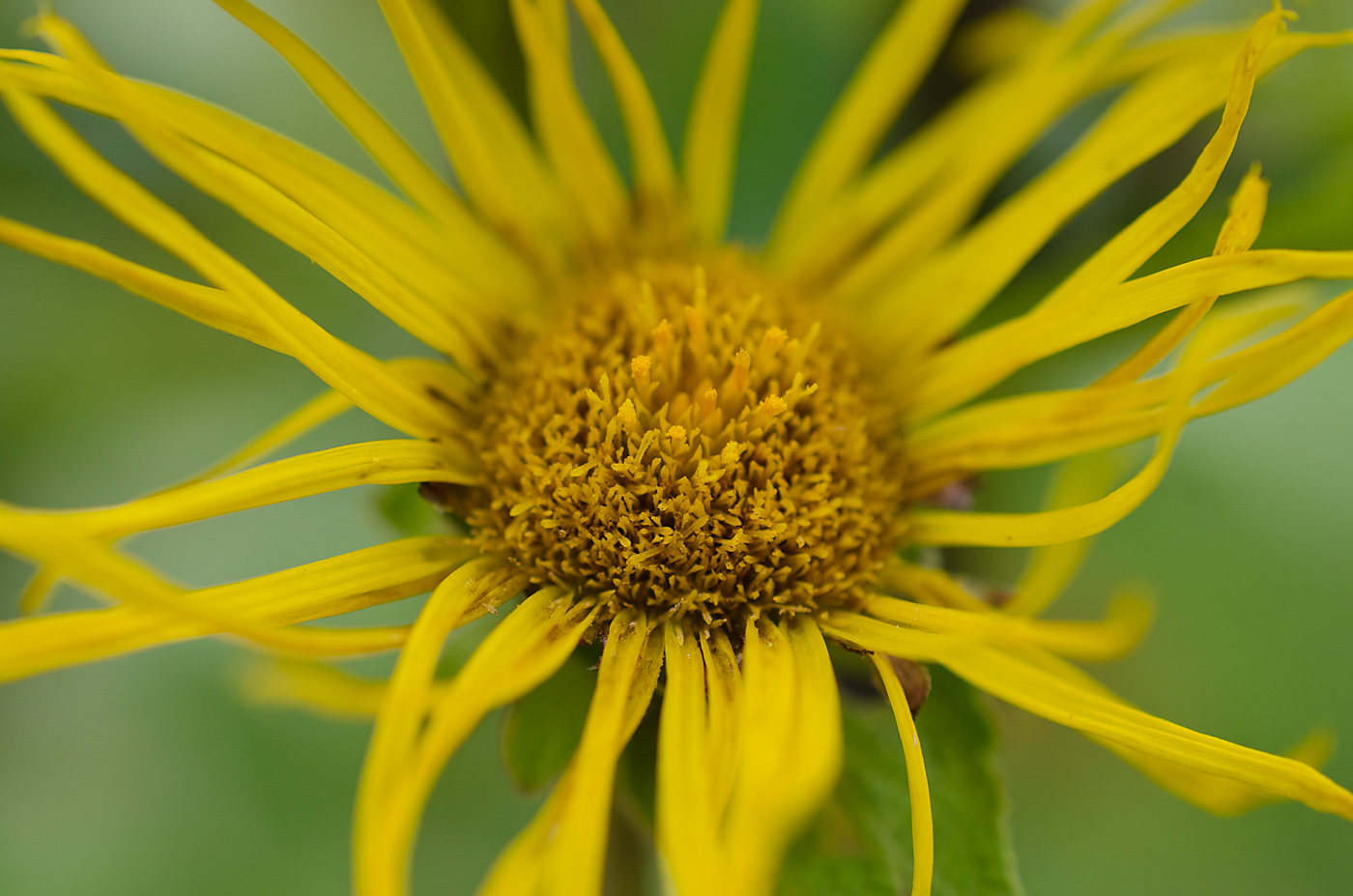 Изображение особи Inula helenium.