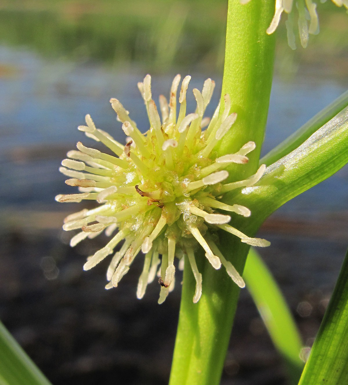 Image of Sparganium emersum specimen.