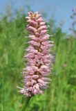 Bistorta officinalis. Соцветие. Архангельская обл., Вельский р-н, окр. пос. Усть-Шоноша, луг. 26.06.2011.