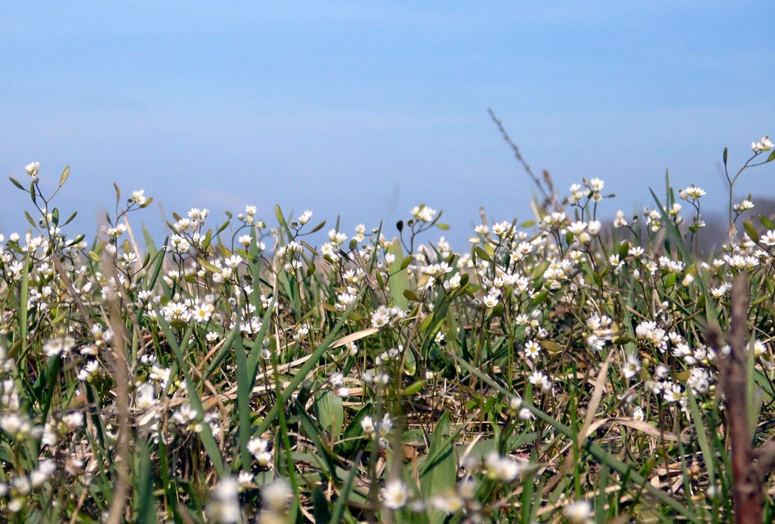 Изображение особи Erophila verna.