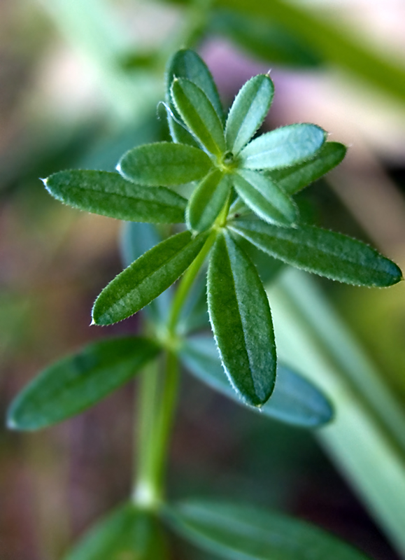 Изображение особи Galium mollugo.