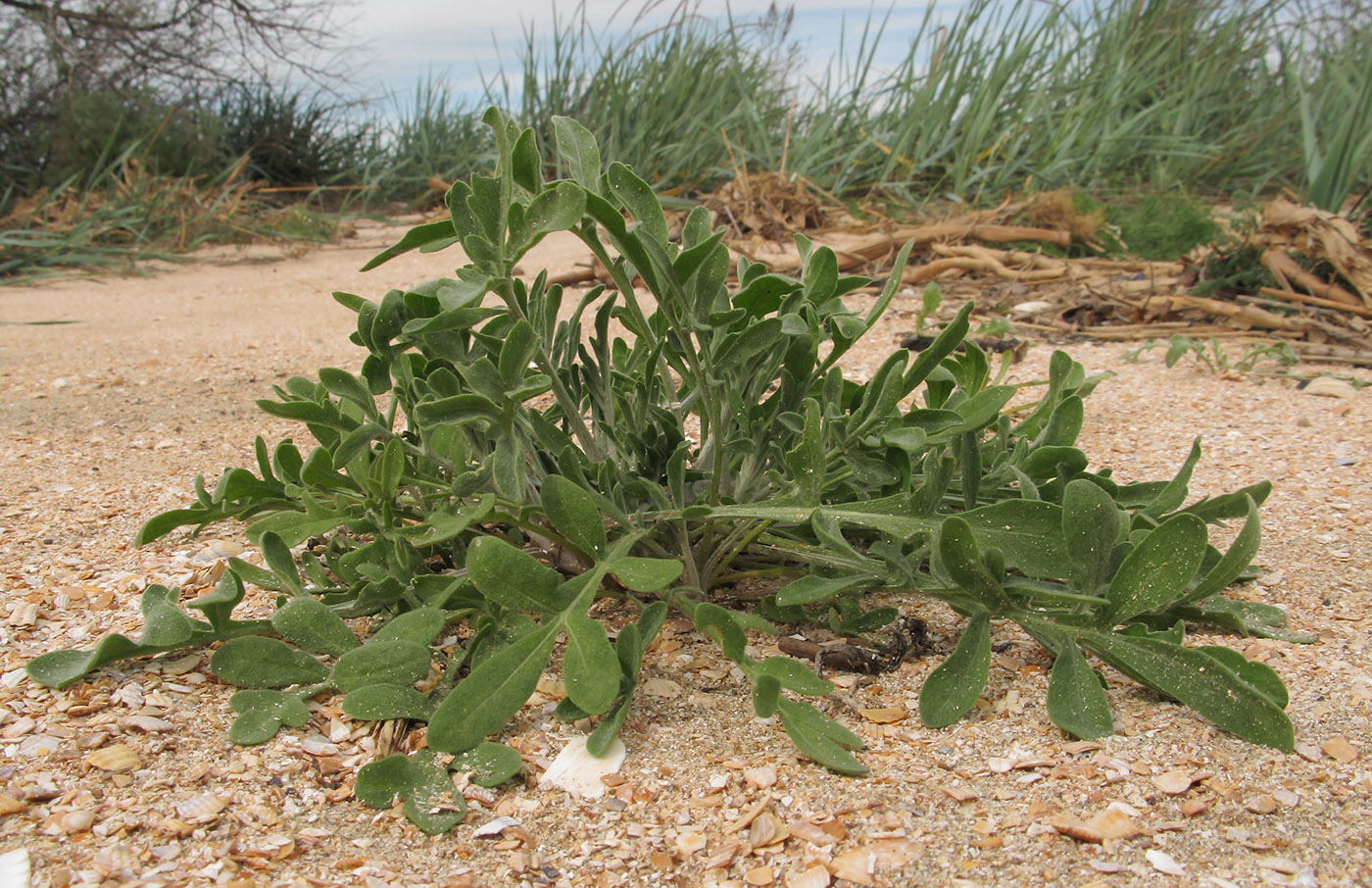 Изображение особи Centaurea adpressa.