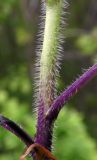 Hesperis matronalis