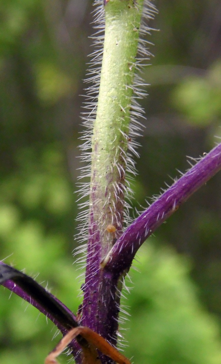 Image of Hesperis matronalis specimen.