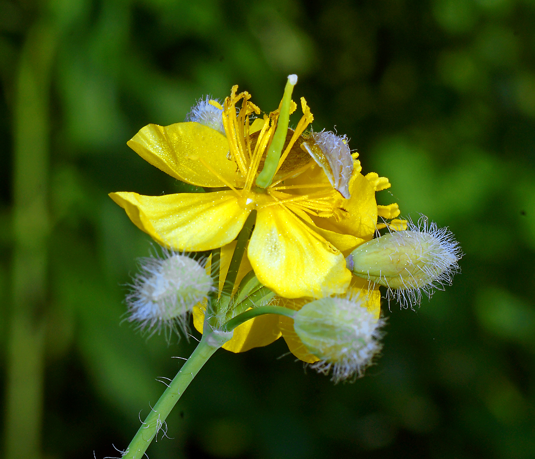 Изображение особи Chelidonium majus.