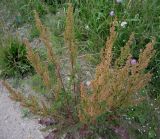 Rumex crispus. Плодоносящее растение. Архангельская обл., Вельский р-н, край дороги. 20 июля 2009 г.