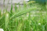 Hordeum leporinum