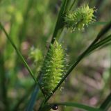 Carex vesicaria. Соплодия. Москва, Измайловский парк, заболоченный участок на окраине леса. 25.05.2016.