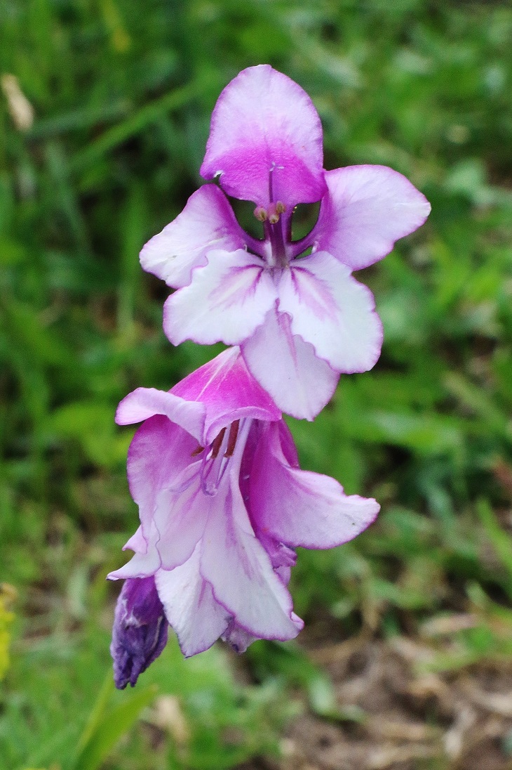 Image of Gladiolus kotschyanus specimen.