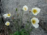 Papaver anomalum. Верхушка цветущего растения. Приморье, окр. г. Находка, бухта Шепалово, мыс Гранитный, каменная осыпь. 11.06.2016.