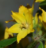 Lysimachia punctata