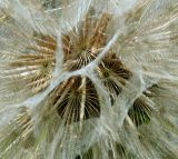 Tragopogon подвид major