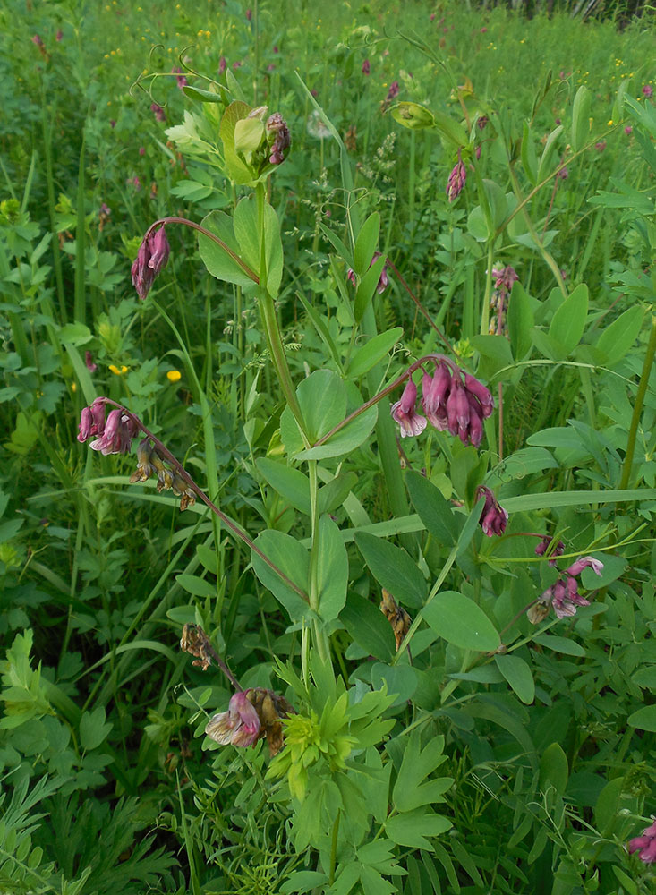 Изображение особи Lathyrus pisiformis.