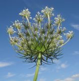 Daucus carota