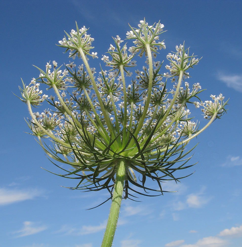 Image of Daucus carota specimen.