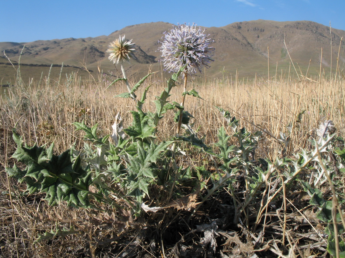 Изображение особи Echinops pubisquameus.