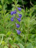 Delphinium maackianum. Соцветие. Приморье, Партизанский р-н, луг у морского побережья. 18.07.2016.