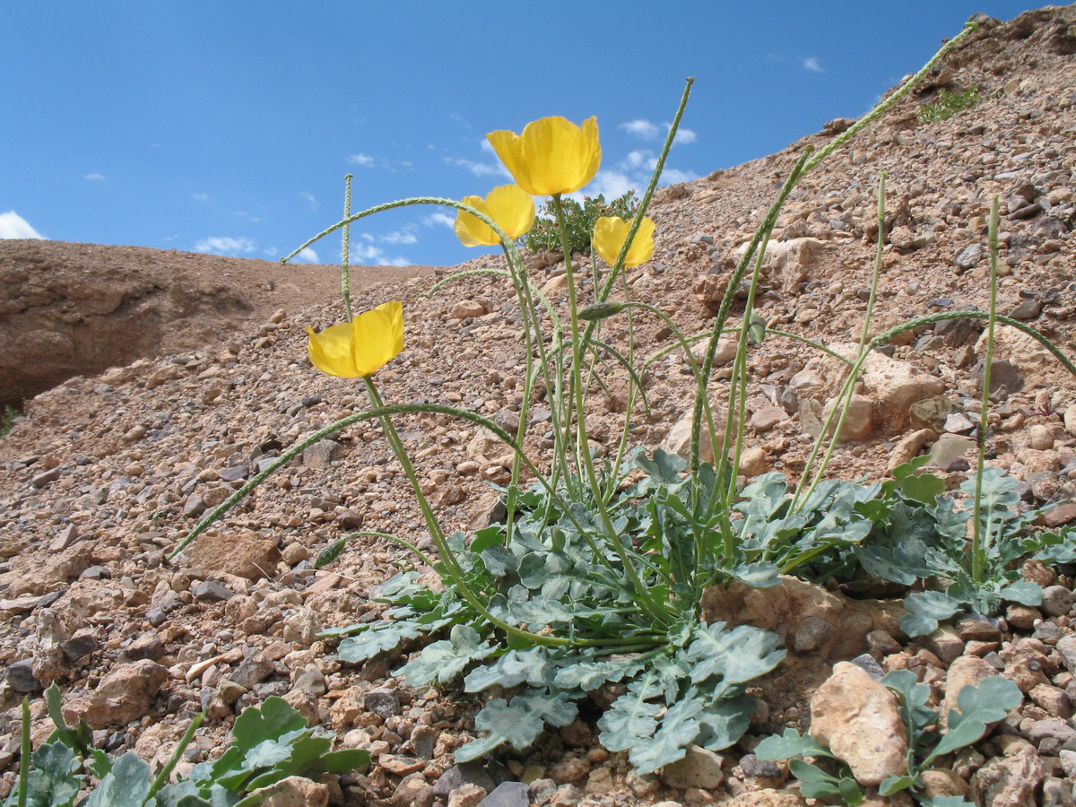 Изображение особи Glaucium squamigerum.