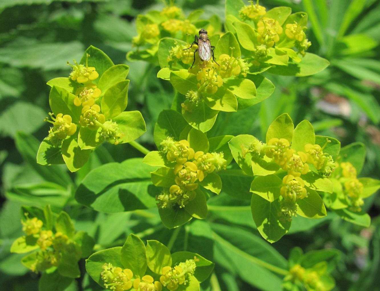 Изображение особи Euphorbia eugeniae.