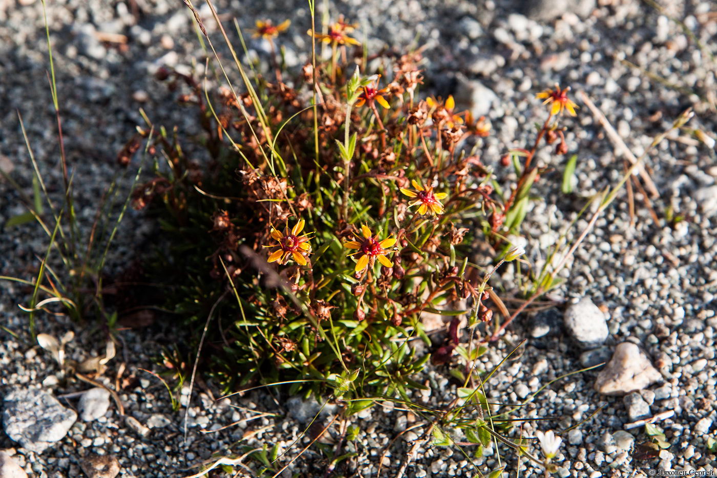 Изображение особи Saxifraga aizoides.