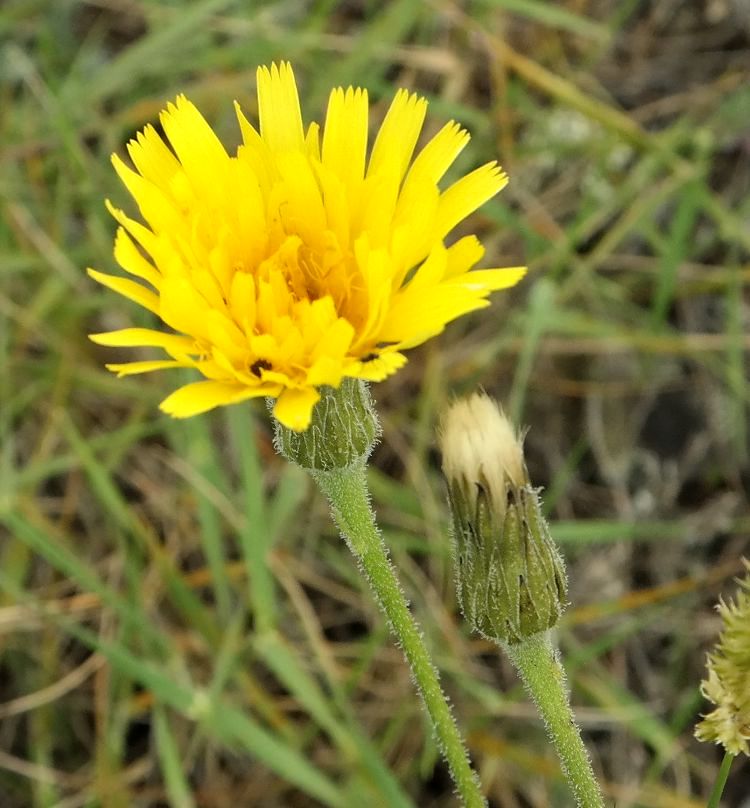 Image of Leontodon biscutellifolius specimen.