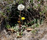 Taraxacum serotinum