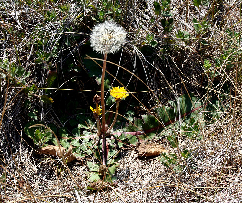 Изображение особи Taraxacum serotinum.