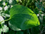 Clematis mandshurica