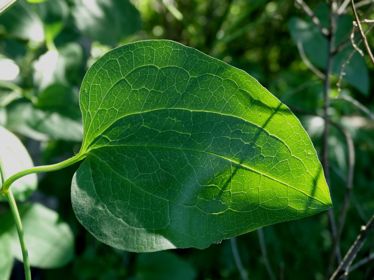 Image of Clematis mandshurica specimen.