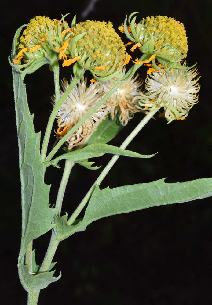 Image of Verbesina encelioides specimen.