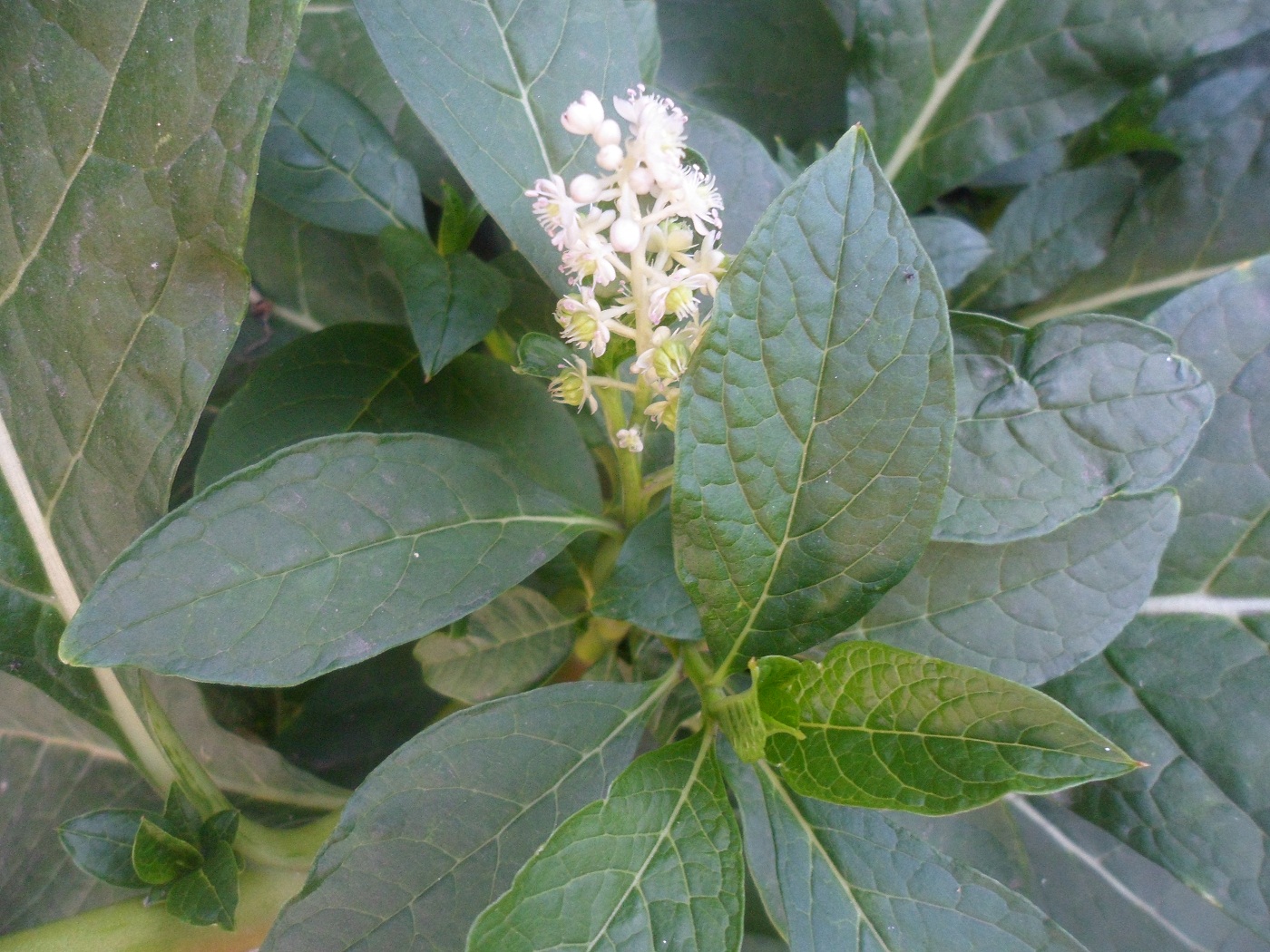 Изображение особи Phytolacca acinosa.