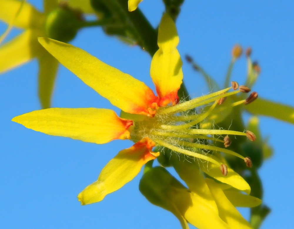 Image of Koelreuteria paniculata specimen.