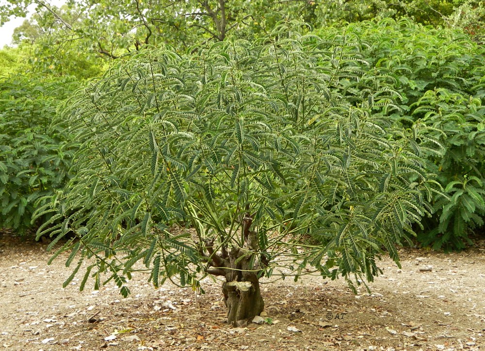 Image of familia Fabaceae specimen.