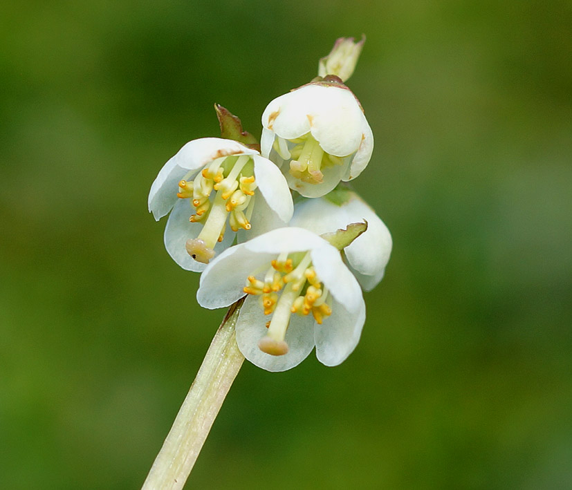 Image of Pyrola media specimen.