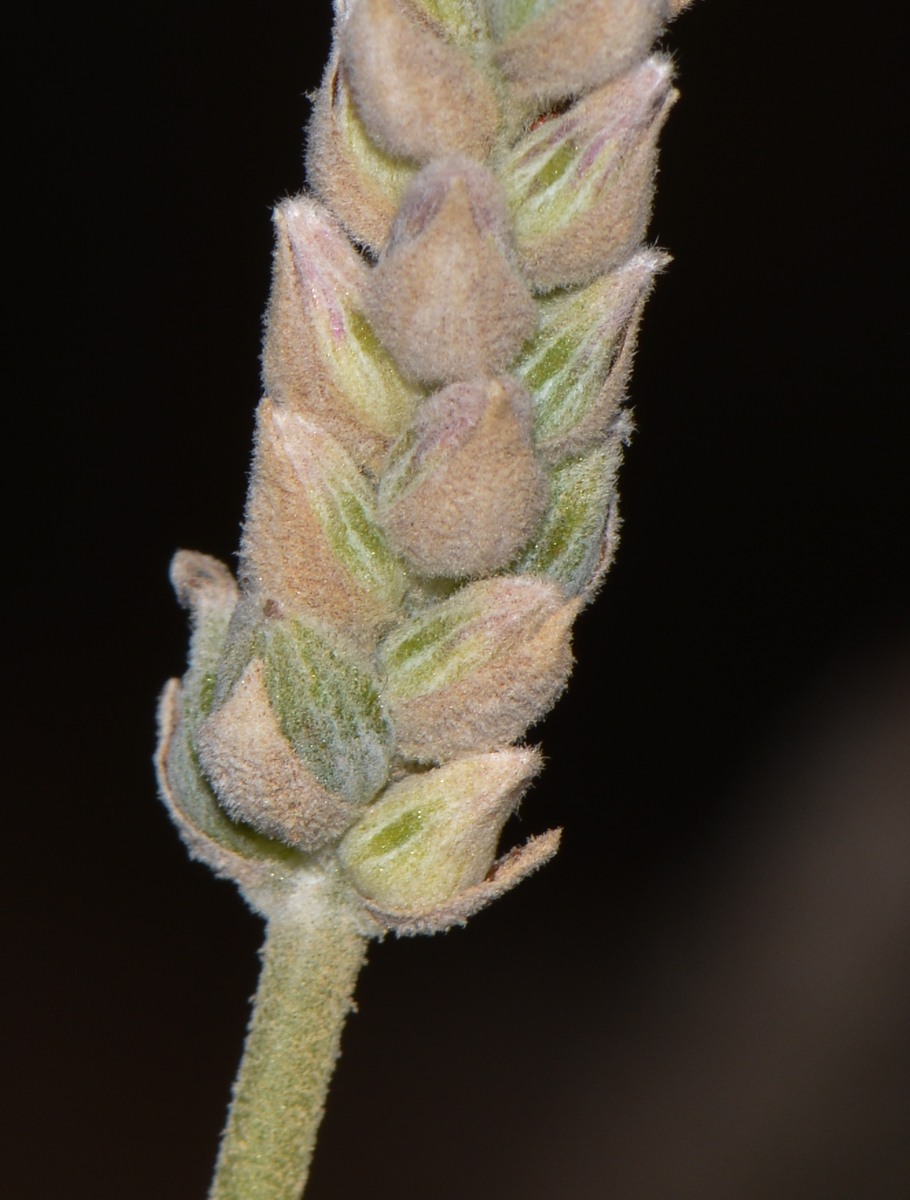 Image of Lavandula multifida specimen.