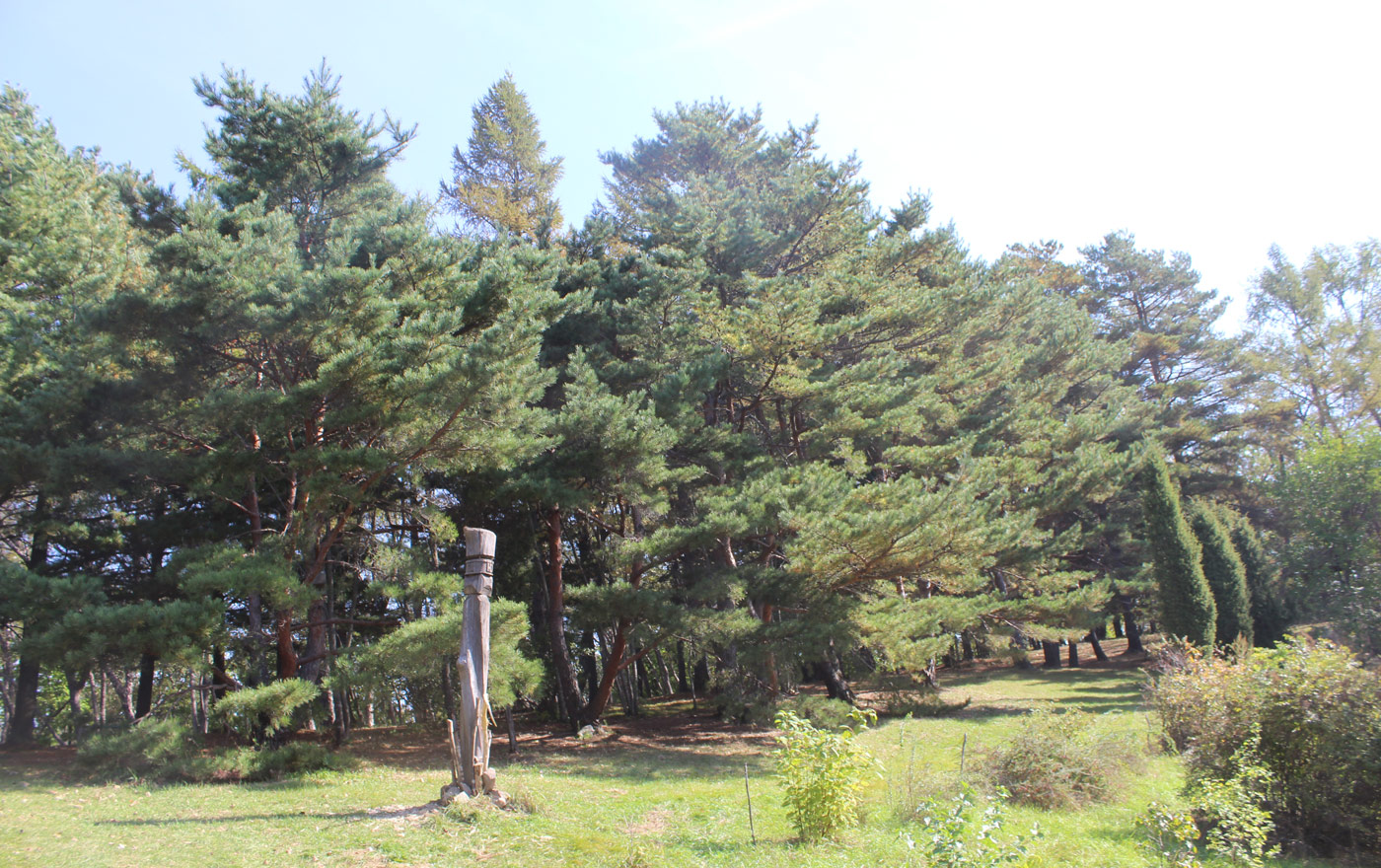 Image of Pinus &times; funebris specimen.