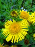 Inula britannica