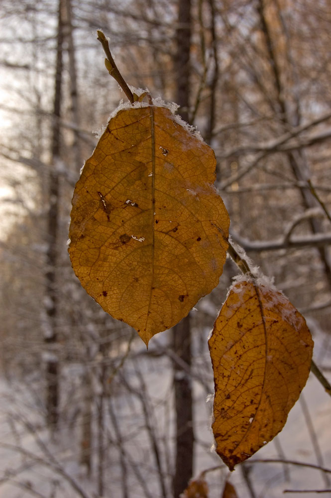 Изображение особи Salix caprea.