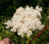 Filipendula palmata