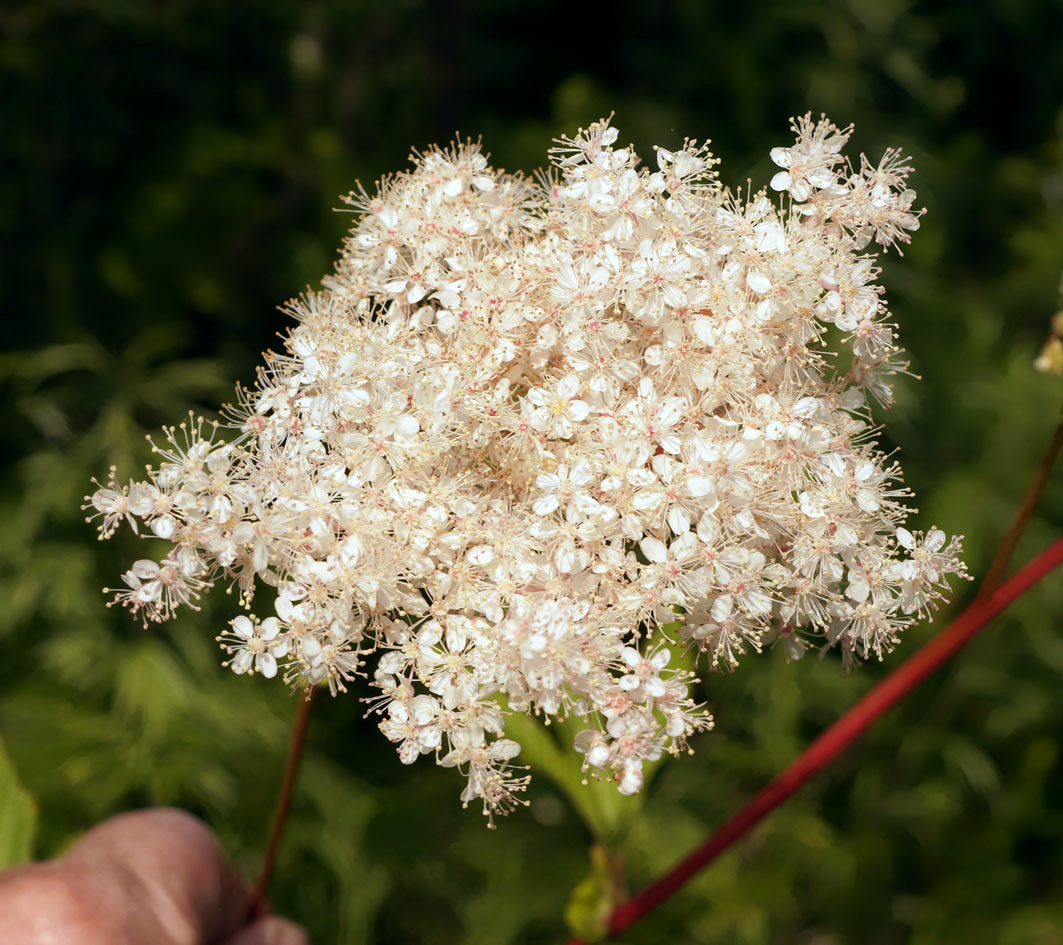 Изображение особи Filipendula palmata.