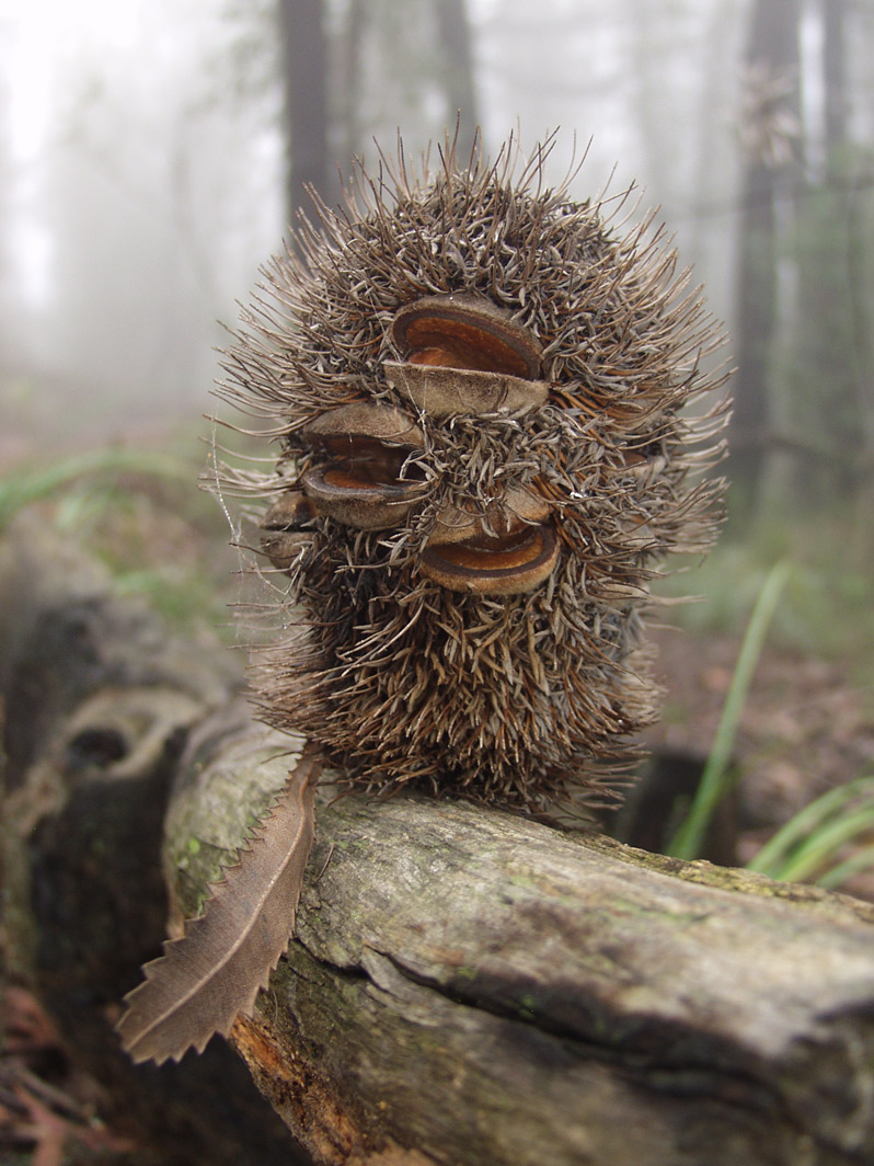 Image of Banksia serrata specimen.