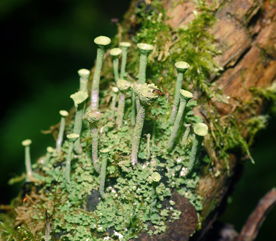 Изображение особи Cladonia chlorophaea.