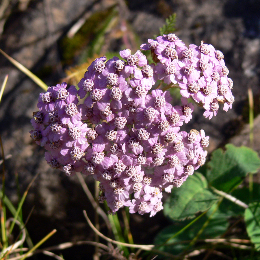 Image of Achillea millefolium specimen.