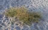 Heliotropium dasycarpum. Цветущее и плодоносящее растение. Узбекистан, Ферганская долина, Наманганская обл., Мингбулакские пески. 09.10.2013.